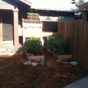 This is my coop I built from free recycled lumbar I found on Craigslist.