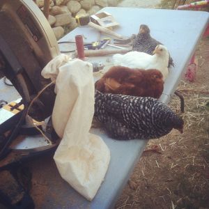 My girls follow me everywhere! I left for a couple of minutes and when I came back they decided to take over my work table!