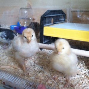 Day 12, Baby Buff right, next to big sister Amelia