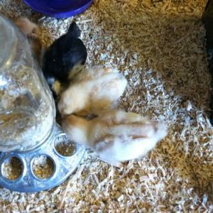 Day 13, Baby feeding next to big sister Amelia