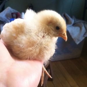 Day 20, a bird in the hand, always so scoopable