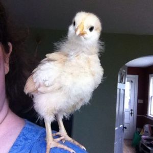 Day 22, 3 weeks, such a cute shoulder chick