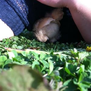 Hiding from strange noises