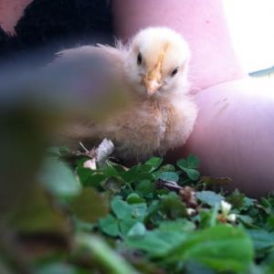 Staying close to mum