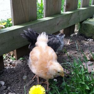 Day 32, silver and gold