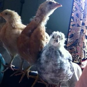 Victoria joins them, I think this officially makes me a bird lady