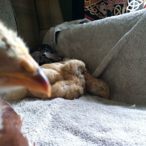 So sweet, nevermind the Buckeye bomb