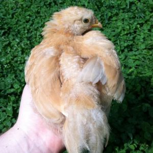 Day 36, hand chicken