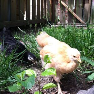 Day 45, Baby and Morgaine