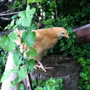 Day 45, on the stump