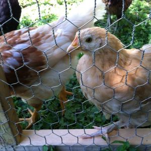 Day 53, "but mum I want to be a free-range chicken!"