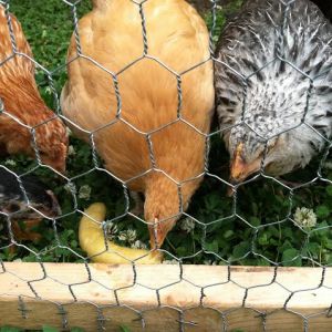 Day 66, frozen banana!