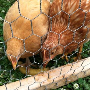 Sharing banana with Amelia