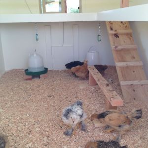 Some of the girls are still a little timid and won't get up on top roosts, so we have a temporary one set up until they are comfortable with the higher ones.