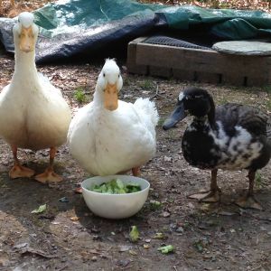 Rose, Athena, and The Duckter eat broccoli.  :)