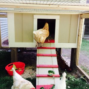 Goldie going back into the coop.