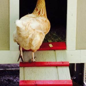 Goldie demonstrating the ease of access with the ladder steps.