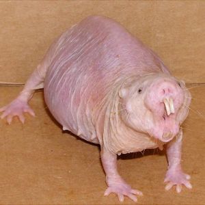 naked mole rat