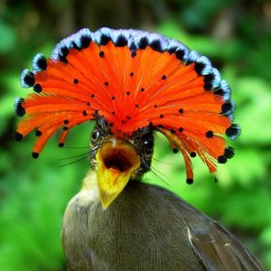 royal flycatcher