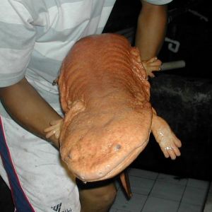 Chinese giant salamander