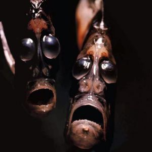 hatchet fish
