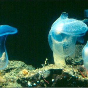 preditory tunicate