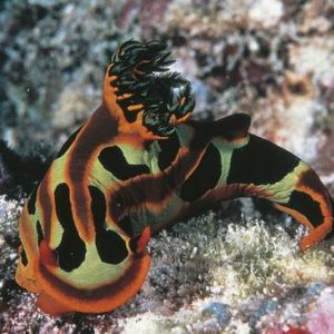 nudibranch mollusk