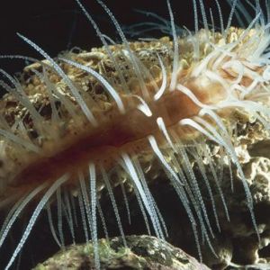 flame scallop