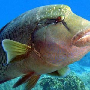 humphead wrass