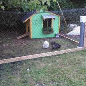 The Silkies coop. Bumble and Yukon Cornelius doing what chickens do!