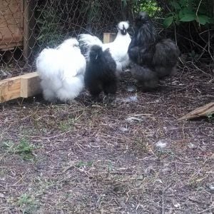 The big Silkies, 2 Roosters, Bumble and Yukon Cornelius, Hens, Clarice and Charlie(in the box)