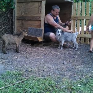 Billy (gray) pygmy goat and Hillary (brown) pygmy/nubian cross with my Husband Chris.