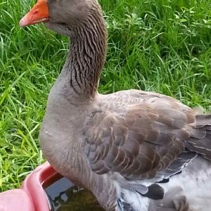 My adopted goose!