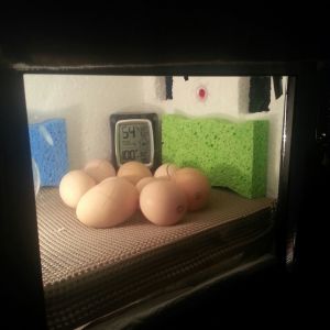 My first home made incubator made with Styrofoam cooler.  Eggs in for two days so far as of June 25th 2014.  So excited!  That's what I get when I retire from OB Nursing.  Still love new babies!