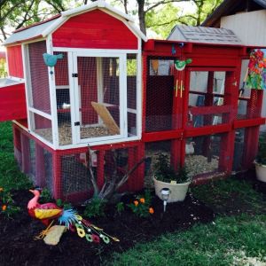 Our coop, purchased from Tractor Supply, with it's additions we designed and built ourselves. The ramp is still a work in progress, since they're not using it.