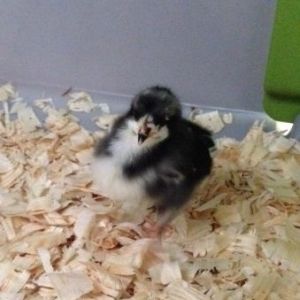 Baby Black Australorp at a week old.