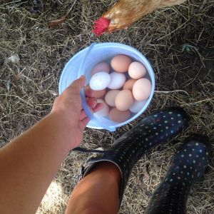 Miss Blondie wondering where all the eggs are goin!