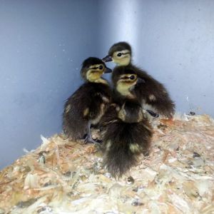 (4) Mandarin Ducklings hatched over June 21 & 22 (4-5 days old in photo)