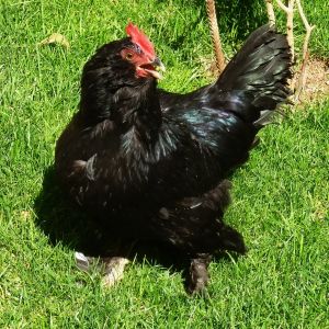 Marandi

a.k.a. Black Azerbaijan