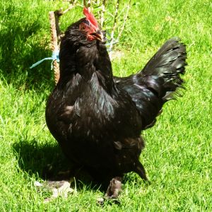 Marandi

a.k.a. Black Azerbaijan
Rare Breed Poultry
rare race 
Azerbaijan breeds