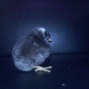Lil Anthony Baby Pic