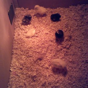 Baby Chicks in Brooder about 1 wk old