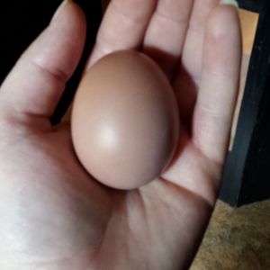 My girls' first egg! Right at 17 weeks!
