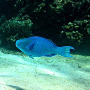 Parrot fish seen while snorkeling in Honduras