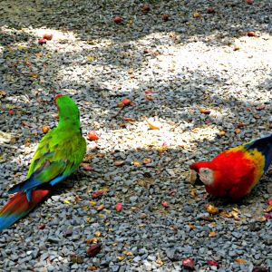 Parrots in Honduras