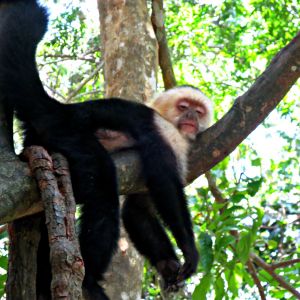 Monkey in Honduras