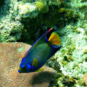 Queen angel fish off the shore in Honduras