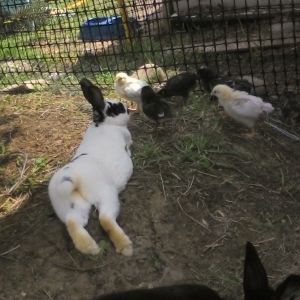 Chicks and bunnies chilliin' together