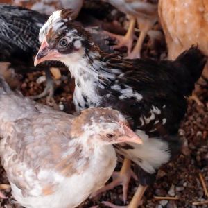 Black crested SFH who thinks his/her Papa was a roadrunner; nice Blue SFH pullet