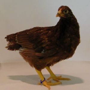 "Bluebell" Buckeye @ 7 wks